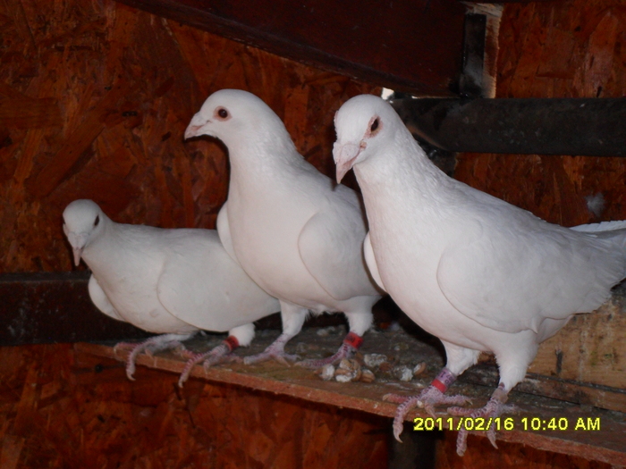 Picture 035 - porumbeii din crescatoria mea