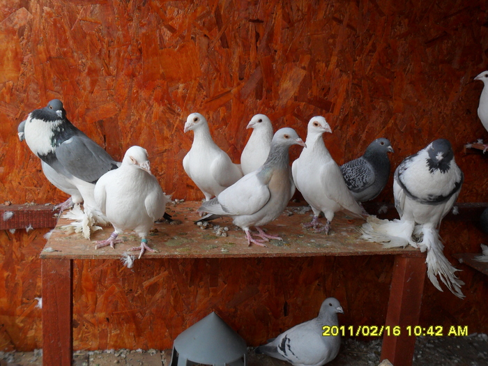Picture 040 - porumbeii din crescatoria mea