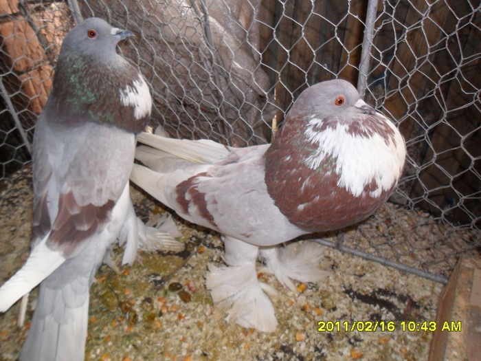 Picture 041 - porumbeii din crescatoria mea