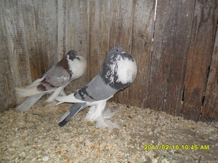 Picture 044 - porumbeii din crescatoria mea