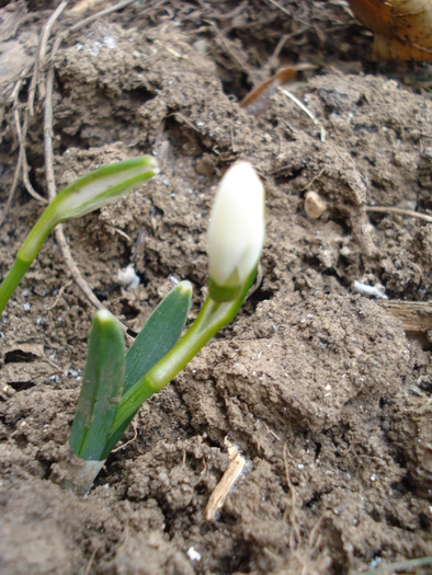 Snowdrops (2011, February 16)