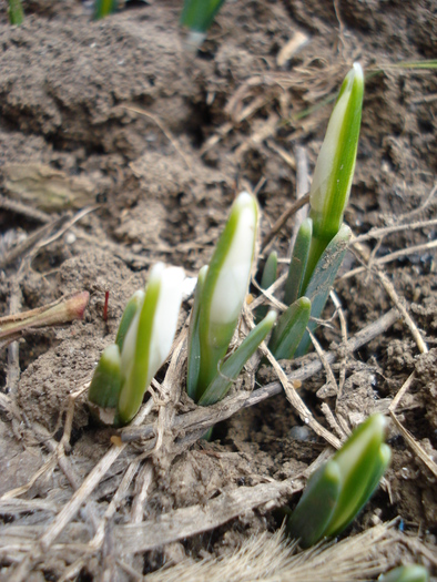 Snowdrops (2011, February 16)