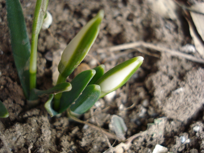 Snowdrops (2011, February 16) - GHIOCEI_Galanthus nivalis