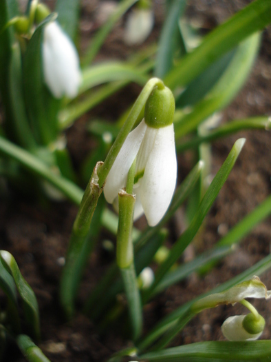 Snowdrop (2011, February 16) - GHIOCEI_Galanthus nivalis