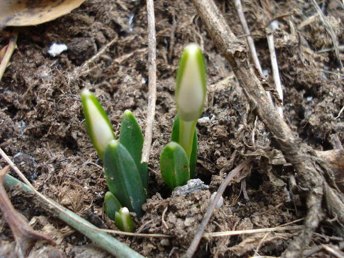 Snowdrops (2011, February 16) - GHIOCEI_Galanthus nivalis