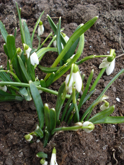 Snowdrops (2011, February 16)