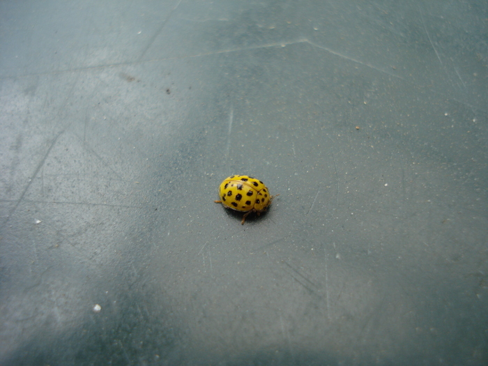 Yellow Lady Beetle (2009, June 11) - 06 Garden in June