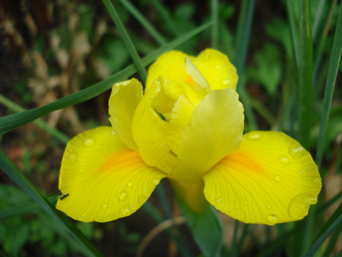 Yellow Iris (2010, June 01) - 06 Garden in June