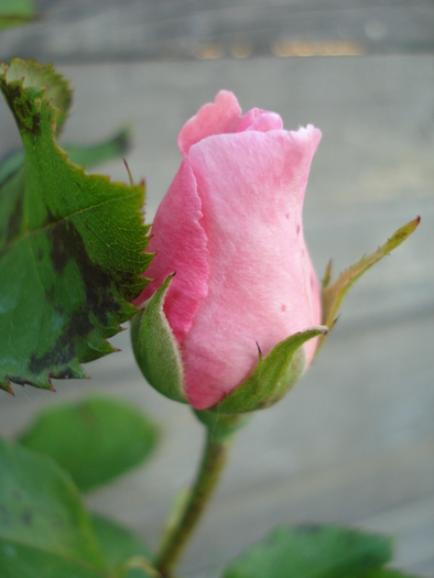 Pink Rose (2010, June 05) - 06 Garden in June