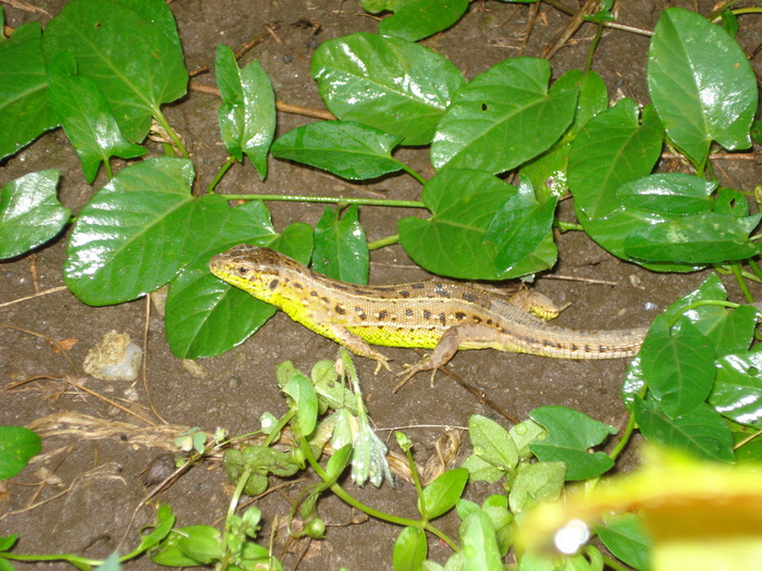 Yellow Grey Lizard (2010, June 15) - 06 Garden in June