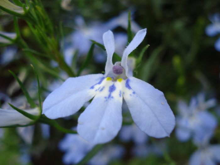 Blue Lobelia (2010, June 16) - 06 Garden in June