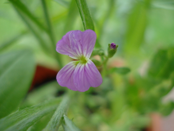 Little Purple Flower (2010, June 16) - 06 Garden in June