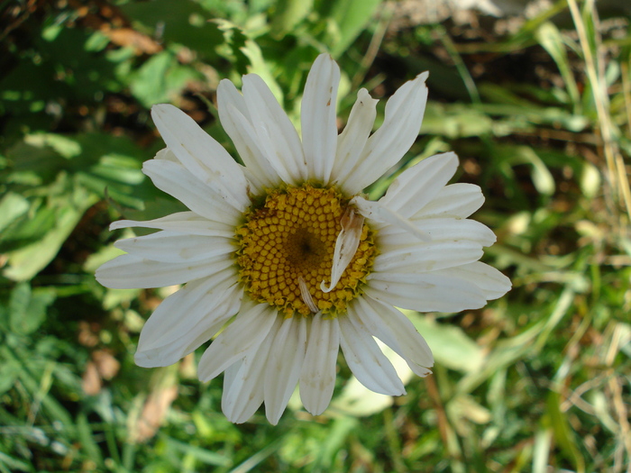 Daisy_Margareta (2010, June 17) - 06 Garden in June