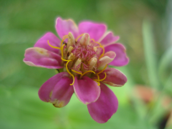 Pink Zinnia (2010, June 22) - 06 Garden in June