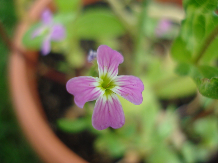 Little Purple Flower (2010, June 22)