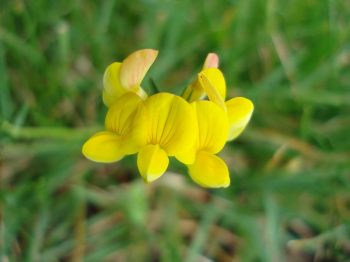 Lotus corniculatus (2010, June 24) - 06 Garden in June