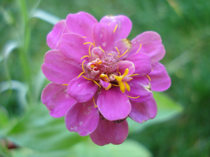 Pink Zinnia (2010, June 25)