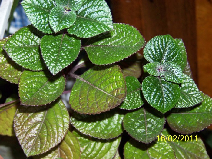 100_8804 - Plectranthus ciliatus