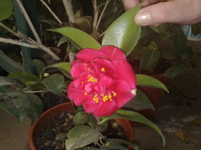 15022011788 - Camelia japonica