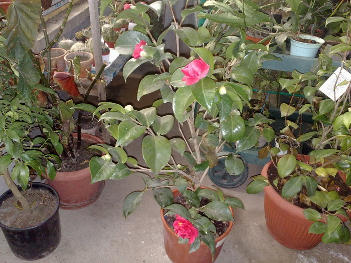 15022011790 - Camelia japonica