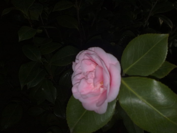 24122010583 - Camelia japonica