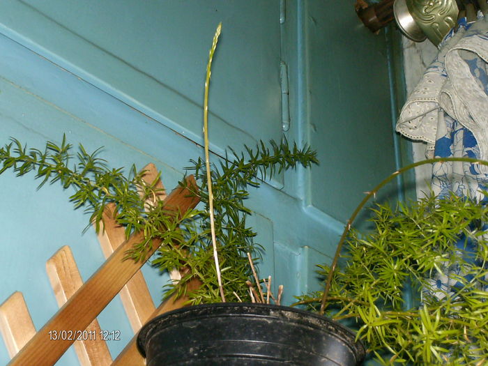 iata, da o creanga noua...