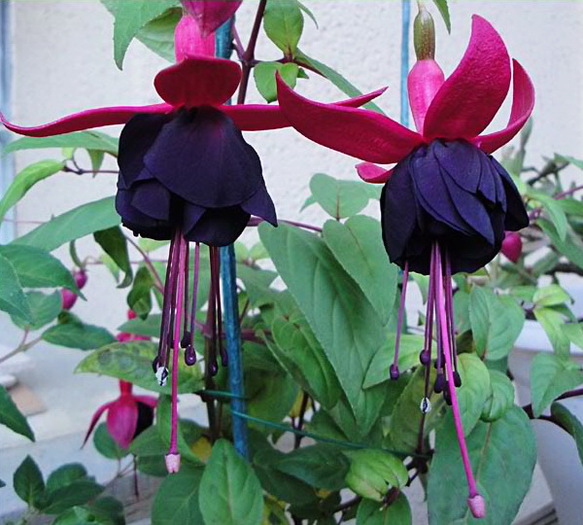 fuchsiaNew Millenium