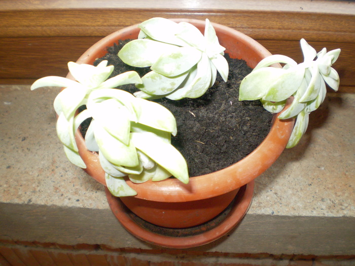 graptopetalum?; graptopetalum?
