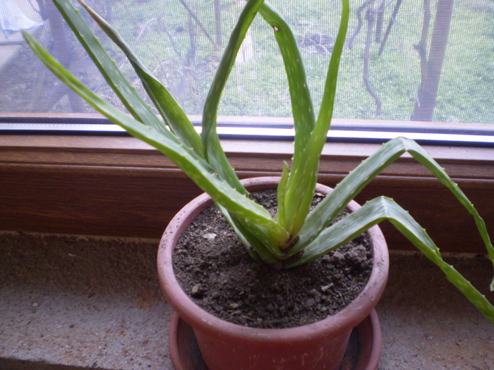 aloe vera; aloe vera
