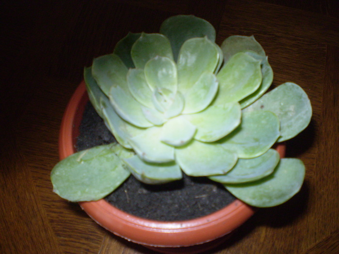 echeveria; echeveria de la Dianadia
