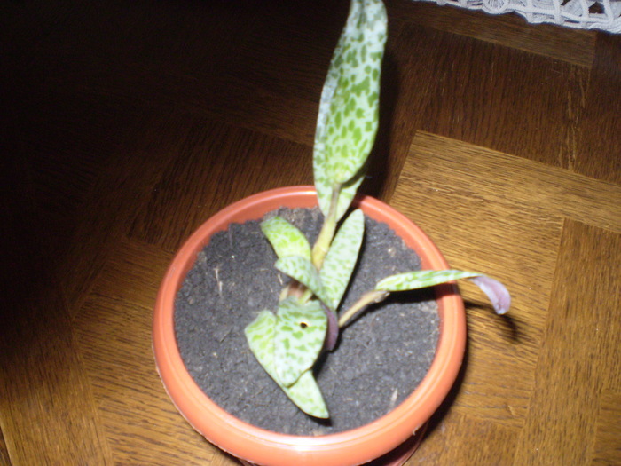 ledebouria; ledebouria de la Dianadia
