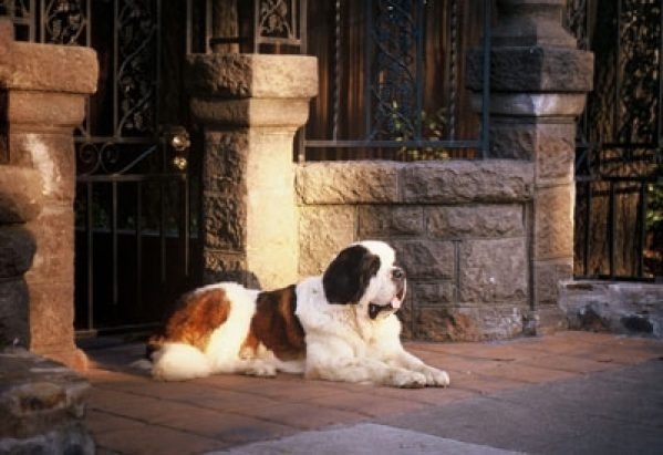 saint-bernard