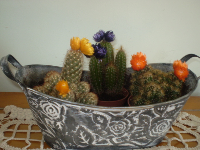 cactusi; cactusi de la Penny Market
