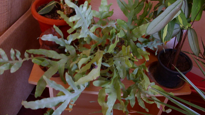 phlebodium aureum - plantele mele