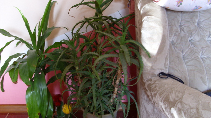 aloe arborescens