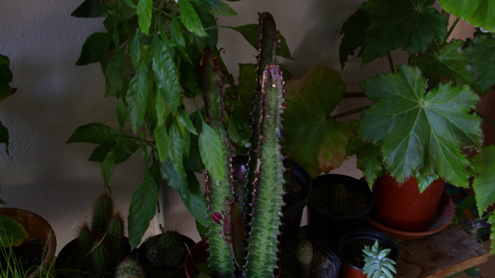 euphorbia trigona