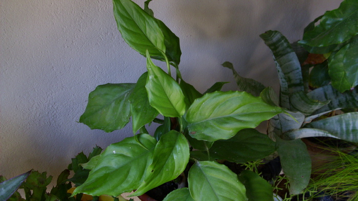 aglaonema simplex - plantele mele