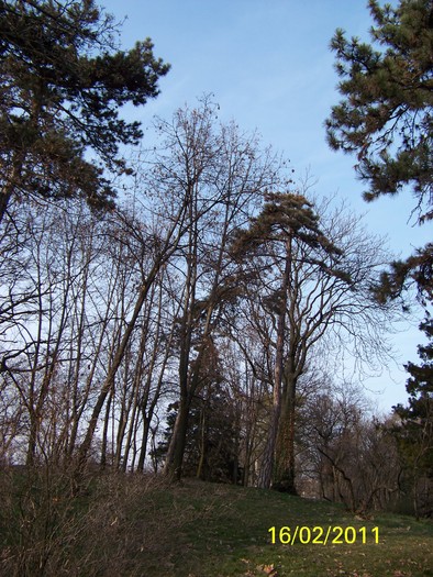 100_8904 - Parcul Botanic Timisoara