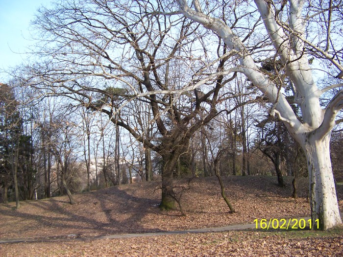 100_8910 - Parcul Botanic Timisoara