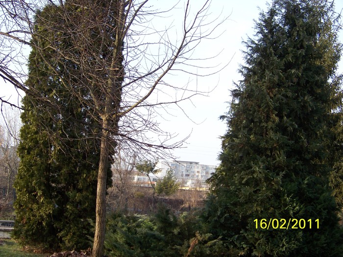100_8931 - Parcul Botanic Timisoara