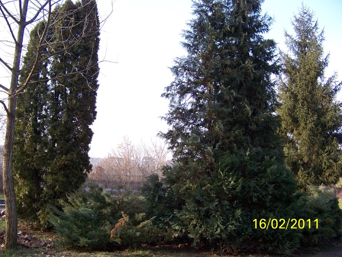 100_8932 - Parcul Botanic Timisoara