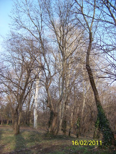 100_8942 - Parcul Botanic Timisoara