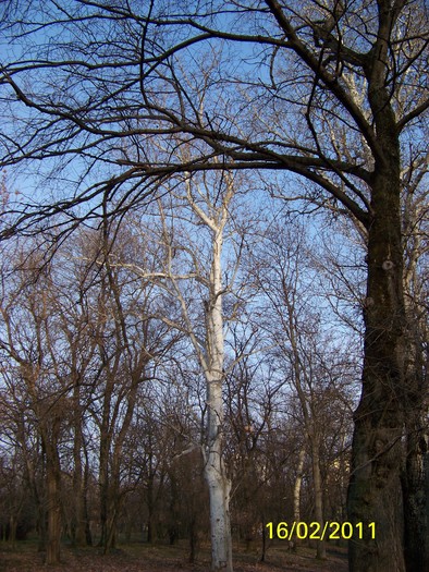 100_8943 - Parcul Botanic Timisoara