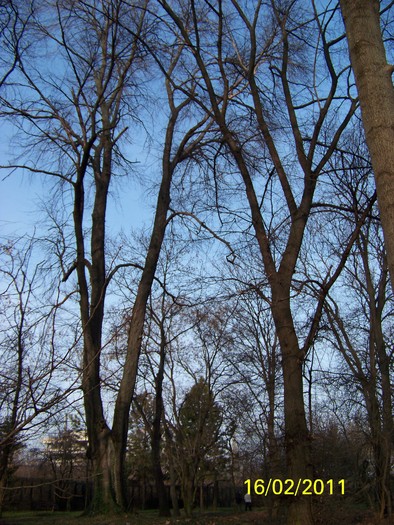 100_8944 - Parcul Botanic Timisoara