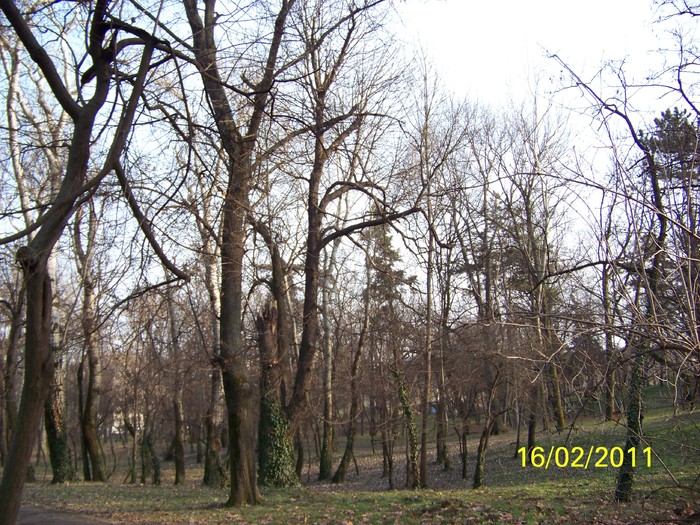 100_8947 - Parcul Botanic Timisoara