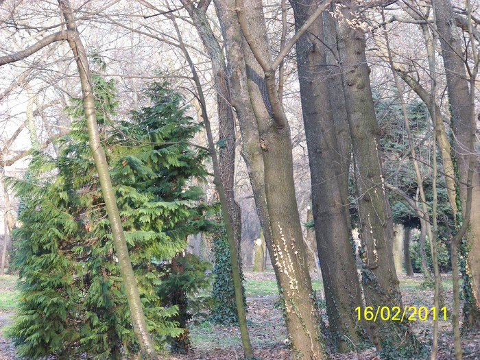 100_8948 - Parcul Botanic Timisoara