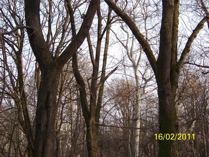 100_8949 - Parcul Botanic Timisoara