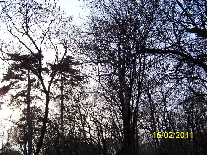 100_8967 - Parcul Botanic Timisoara