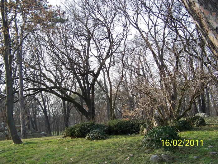 100_8973 - Parcul Botanic Timisoara