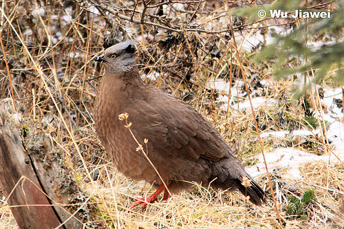 ithaginis cruentus berezowskii - BLOOD-Ithaginis cruentus cruentus